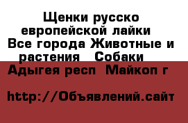 Щенки русско европейской лайки - Все города Животные и растения » Собаки   . Адыгея респ.,Майкоп г.